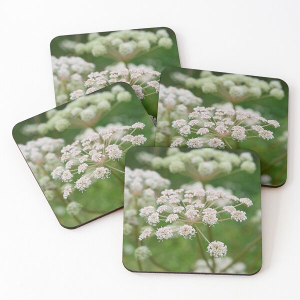 Item preview, Sylvestris. Wild Angelica designed and sold by Jouko Lehto Photography.