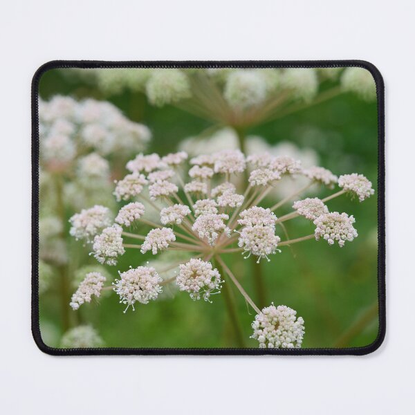 Item preview, Sylvestris. Wild Angelica designed and sold by Jouko Lehto Photography.