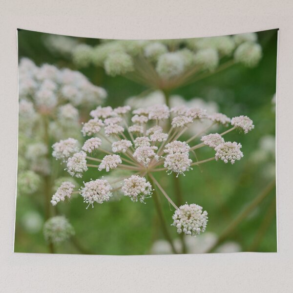 Item preview, Sylvestris. Wild Angelica designed and sold by Jouko Lehto Photography.