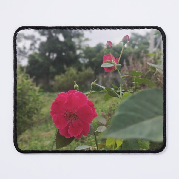 Item preview, Bloom Where You Are Planted | Pink Rose in Nature | Beautiful Floral Photography designed and sold by Ishratparween11.