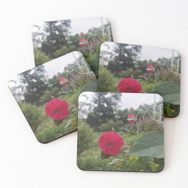 Item preview, Bloom Where You Are Planted | Pink Rose in Nature | Beautiful Floral Photography designed and sold by Ishratparween11.