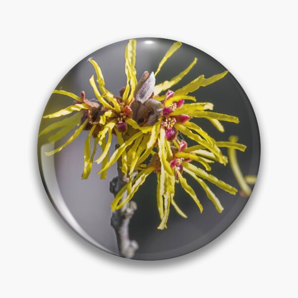 Item preview, Hemamelis flower designed and sold by OE993.