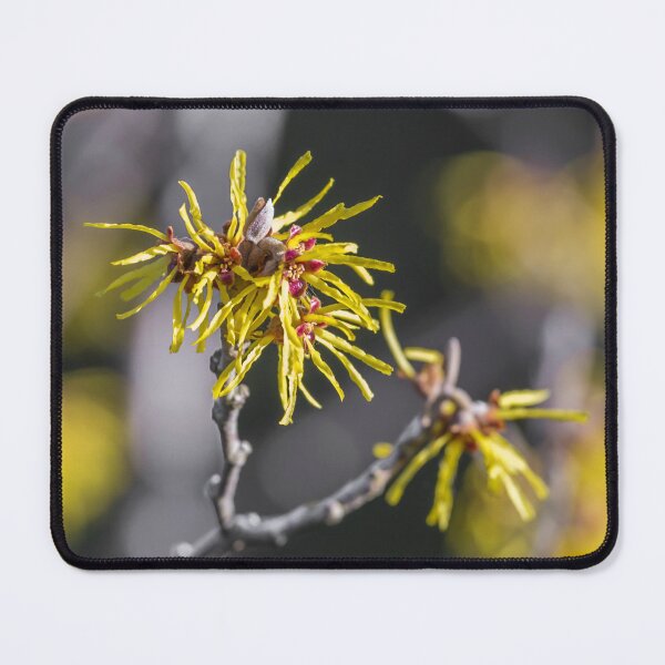 Item preview, Hemamelis flower designed and sold by OE993.