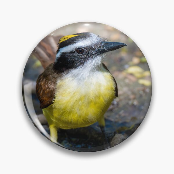 Item preview, Great Kiskadee in a Rain Puddle designed and sold by Debra Martz.