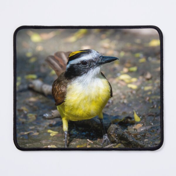 Item preview, Great Kiskadee in a Rain Puddle designed and sold by Debra Martz.