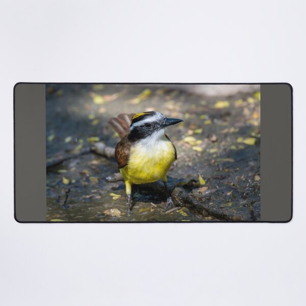 Item preview, Great Kiskadee in a Rain Puddle designed and sold by Debra Martz.