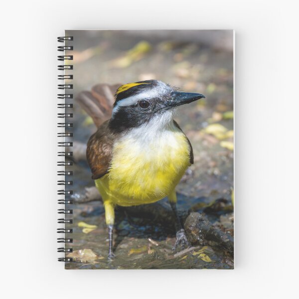 Item preview, Great Kiskadee in a Rain Puddle designed and sold by Debra Martz.