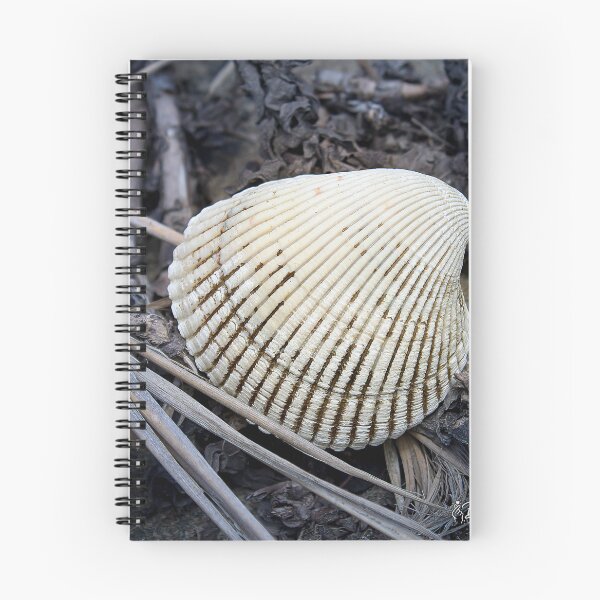 Item preview, Empty striated mollusc shell among dry vegetation designed and sold by By Sanata Photography.