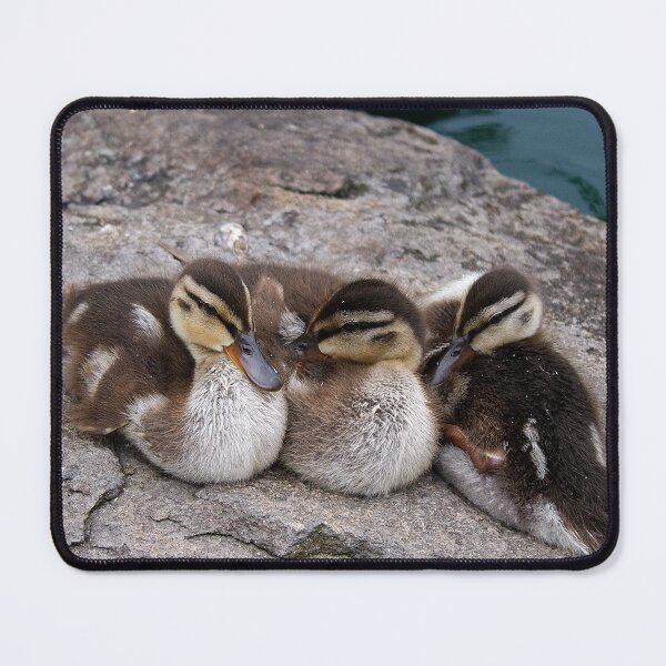Item preview, Three ducklings huddled together on a rock designed and sold by By Sanata Photography.