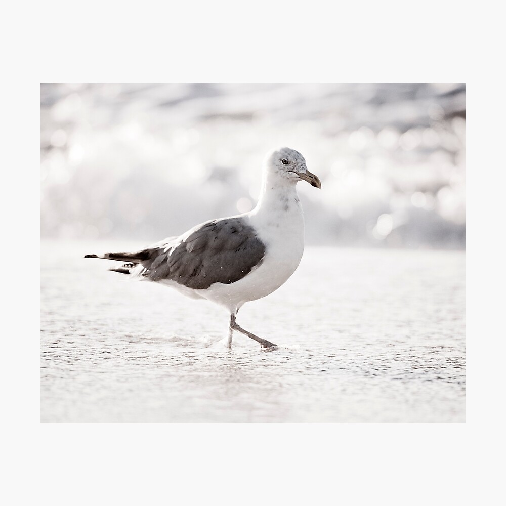 seagull black laptop backpack