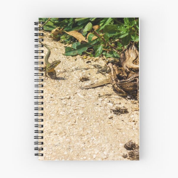 Item preview, Small Green Lizard Sunbathing on Sandy Path Beside Dry Roots and Green Weeds designed and sold by Nmallia.