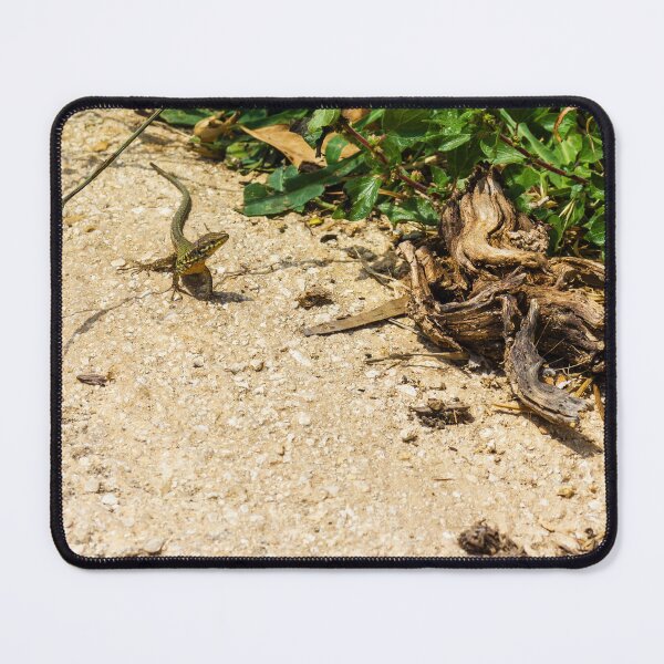 Item preview, Small Green Lizard Sunbathing on Sandy Path Beside Dry Roots and Green Weeds designed and sold by Nmallia.