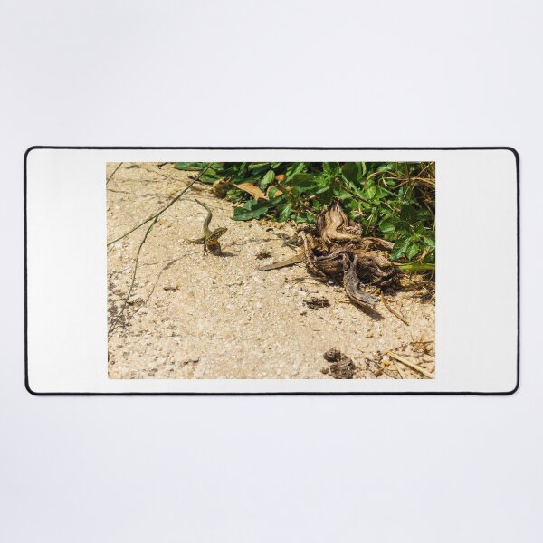 Item preview, Small Green Lizard Sunbathing on Sandy Path Beside Dry Roots and Green Weeds designed and sold by Nmallia.