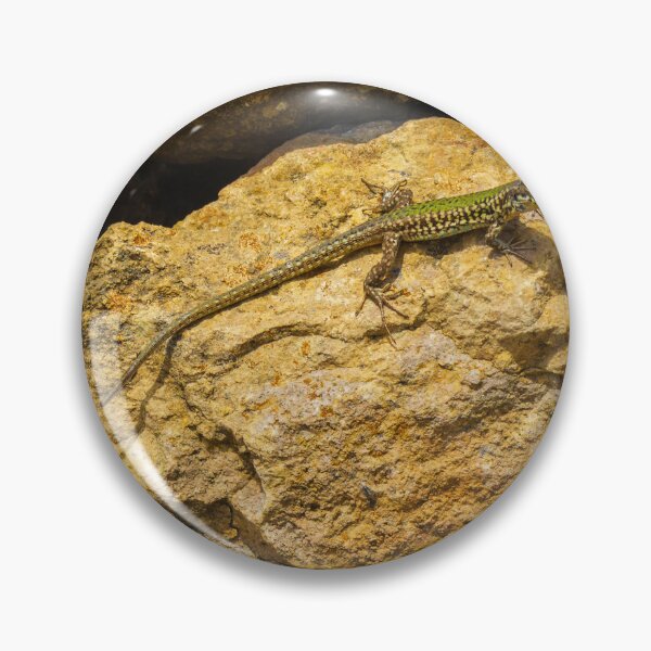 Item preview, Green Lizard Basking on Sunlit Rocks, Closeup Reptile on Rocky Wall in Natural Habitat designed and sold by Nmallia.