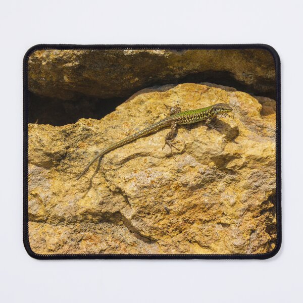 Item preview, Green Lizard Basking on Sunlit Rocks, Closeup Reptile on Rocky Wall in Natural Habitat designed and sold by Nmallia.