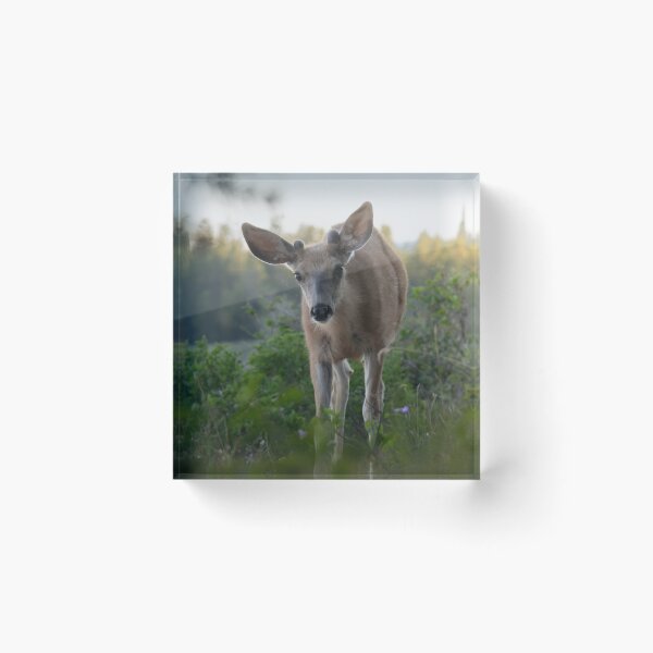 Item preview, Young Deer designed and sold by Picture1Perfect.