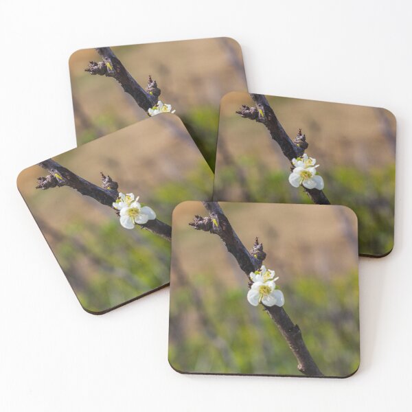 Item preview,  White Blossom on Branch With New Leaves — Spring Closeup Showing Bloom and Growth designed and sold by Nmallia.