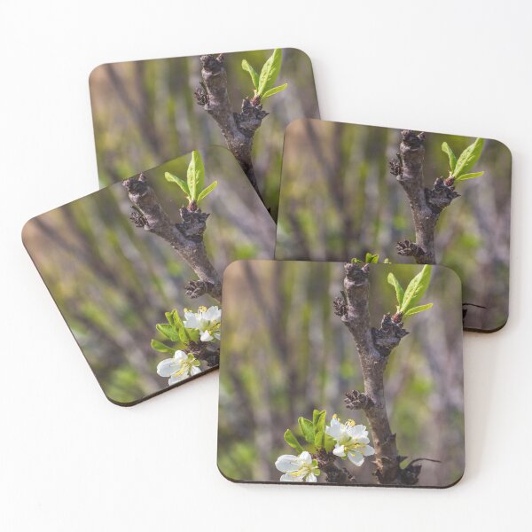Item preview, White Blossom on Branch With New Leaves — Spring Closeup Showing Bloom and Growth designed and sold by Nmallia.