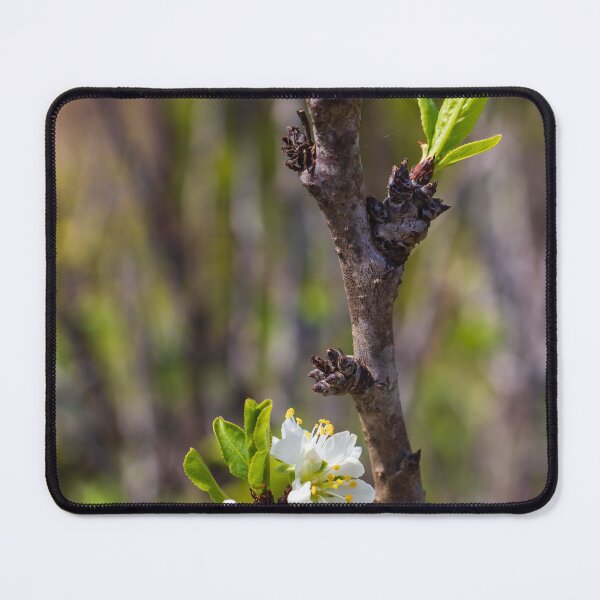 Item preview, White Blossom on Branch With New Leaves — Spring Closeup Showing Bloom and Growth designed and sold by Nmallia.