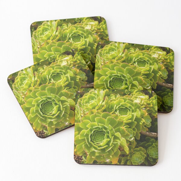 Item preview, Close-Up Green Succulent Rosette Cluster in Garden Landscape With Sunlit Leaves and Natural Texture designed and sold by Nmallia.