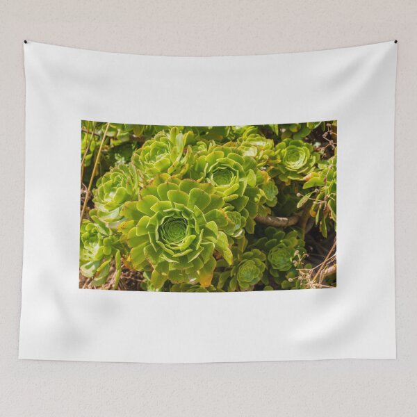Item preview, Close-Up Green Succulent Rosette Cluster in Garden Landscape With Sunlit Leaves and Natural Texture designed and sold by Nmallia.