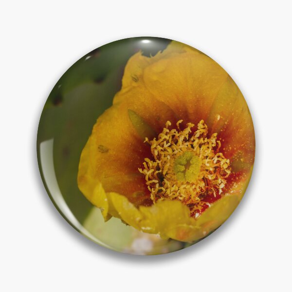 Item preview, Close-Up Yellow Prickly Pear Cactus Flower Blooming on Green Desert Pad in Sunlight designed and sold by Nmallia.