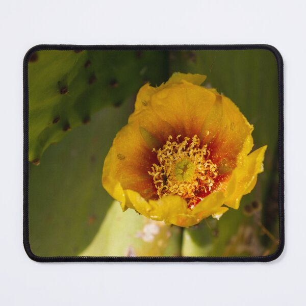 Item preview, Close-Up Yellow Prickly Pear Cactus Flower Blooming on Green Desert Pad in Sunlight designed and sold by Nmallia.