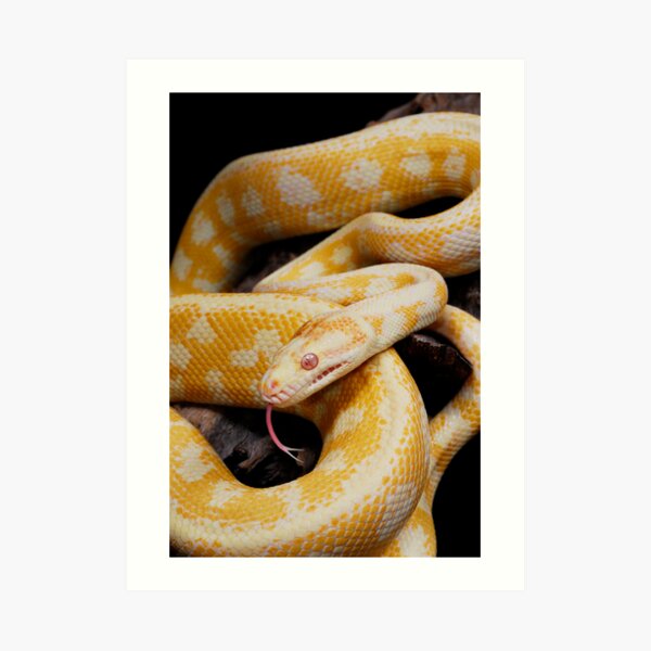 Albino Northern Territory Carpet Python (Morelia spilota variegata) Art Print