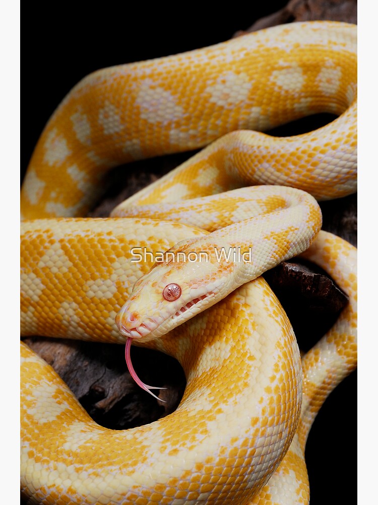 Albino Northern Territory Carpet Python (Morelia spilota variegata) by ShannonPlummer