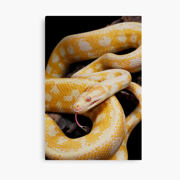 Albino Northern Territory Carpet Python (Morelia spilota variegata) Canvas Print