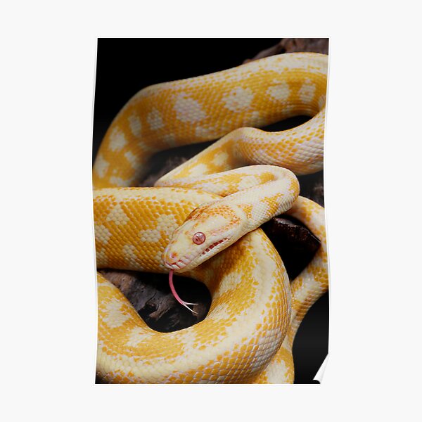 Albino Northern Territory Carpet Python (Morelia spilota variegata) Poster