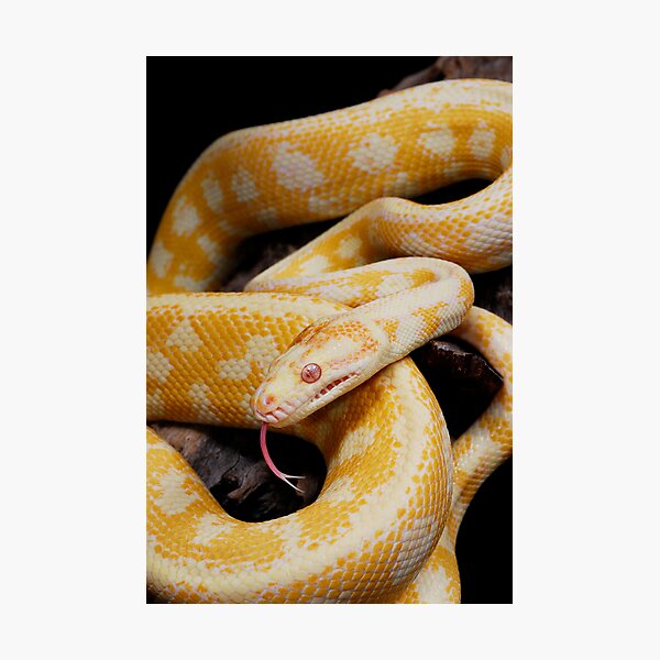 Albino Northern Territory Carpet Python (Morelia spilota variegata) Photographic Print