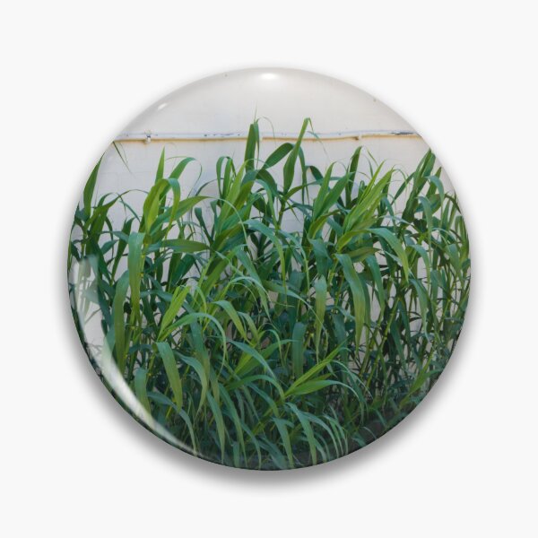 Item preview, Overgrown Tall Green Grasses And Weeds Growing Against A Weathered White Wall In An Urban Yard designed and sold by Nmallia.