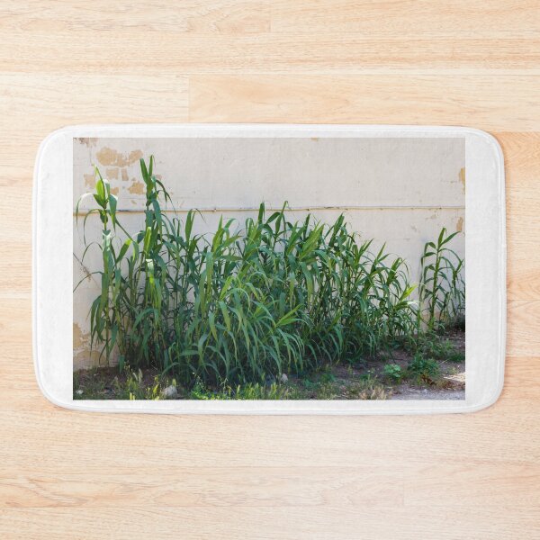 Item preview, Overgrown Tall Green Grasses And Weeds Growing Against A Weathered White Wall In An Urban Yard designed and sold by Nmallia.