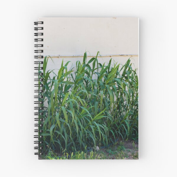 Item preview, Overgrown Tall Green Grasses And Weeds Growing Against A Weathered White Wall In An Urban Yard designed and sold by Nmallia.