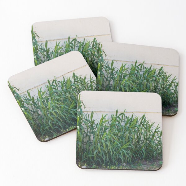 Item preview, Overgrown Tall Green Grasses And Weeds Growing Against A Weathered White Wall In An Urban Yard designed and sold by Nmallia.