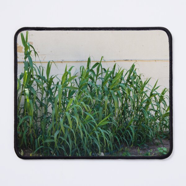Item preview, Overgrown Tall Green Grasses And Weeds Growing Against A Weathered White Wall In An Urban Yard designed and sold by Nmallia.