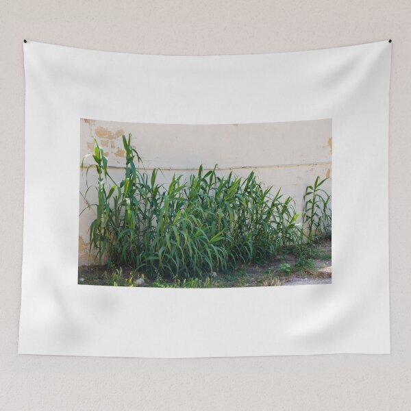 Item preview, Overgrown Tall Green Grasses And Weeds Growing Against A Weathered White Wall In An Urban Yard designed and sold by Nmallia.