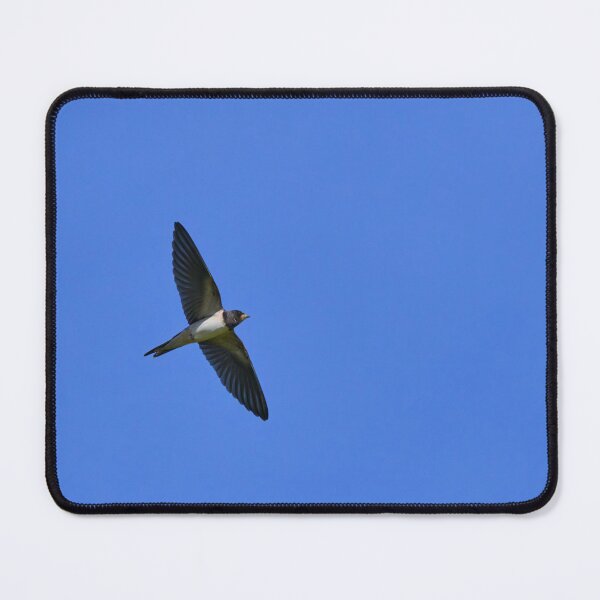 Item preview, Still short tails. Barn swallow designed and sold by Jouko Lehto Photography.