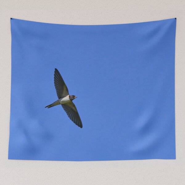 Item preview, Still short tails. Barn swallow designed and sold by Jouko Lehto Photography.