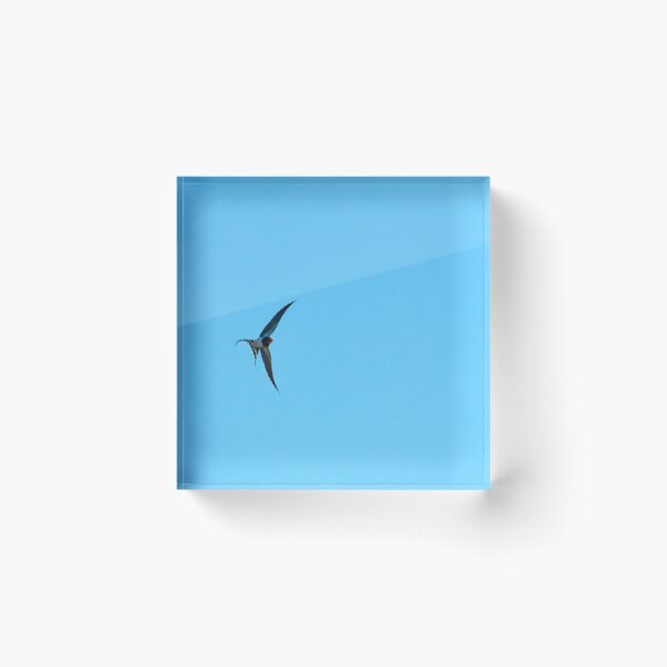 Item preview, The turn. Barn swallow designed and sold by Jouko Lehto Photography.