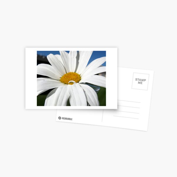 Daisy Drops I Postcard