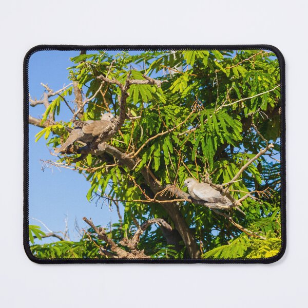 Item preview, Dove Pair Perched on Sunlit Tree Branches Against A Clear Blue Sky designed and sold by Nmallia.