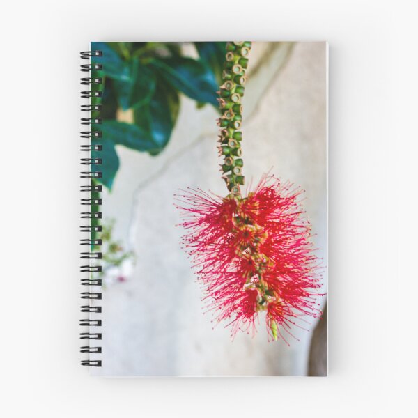 Item preview, Bright Red Bottlebrush Flower (Callistemon) Hanging in Soft Focus With Green Leaves designed and sold by Nmallia.