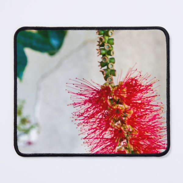 Item preview, Bright Red Bottlebrush Flower (Callistemon) Hanging in Soft Focus With Green Leaves designed and sold by Nmallia.