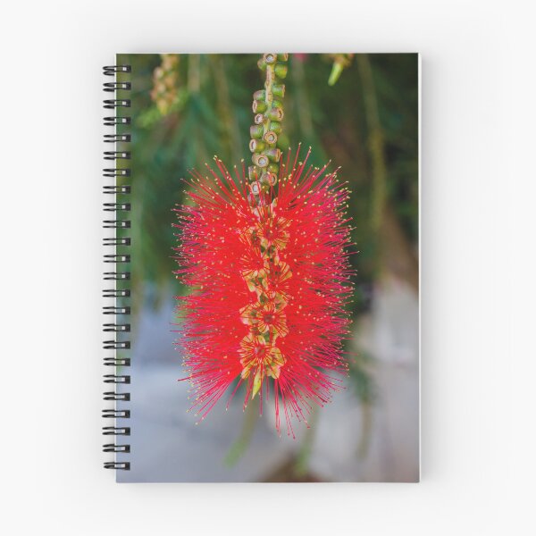 Item preview, Bright Red Bottlebrush Flower (Callistemon) Hanging in Soft Focus With Green Leaves designed and sold by Nmallia.