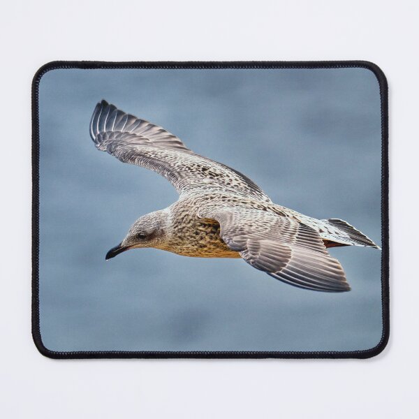 Item preview, Juvenile Herring Gull in Flight designed and sold by Tom McPherson Photography.