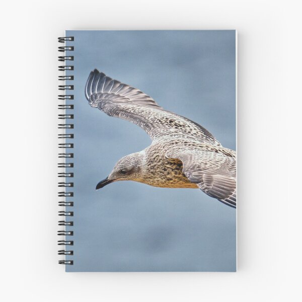 Item preview, Juvenile Herring Gull in Flight designed and sold by Tom McPherson Photography.