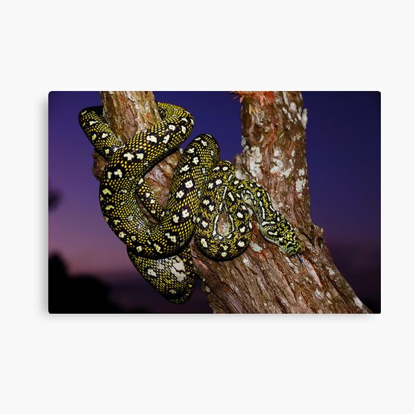 Diamond Python (Morelia spilota spilota) Canvas Print