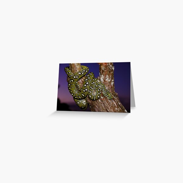Diamond Python (Morelia spilota spilota) Greeting Card